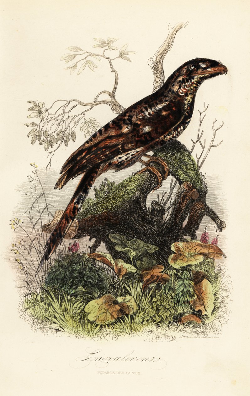 Pápua békaszájú, Podargus papuensis alkotó: Adolph (after) Fries