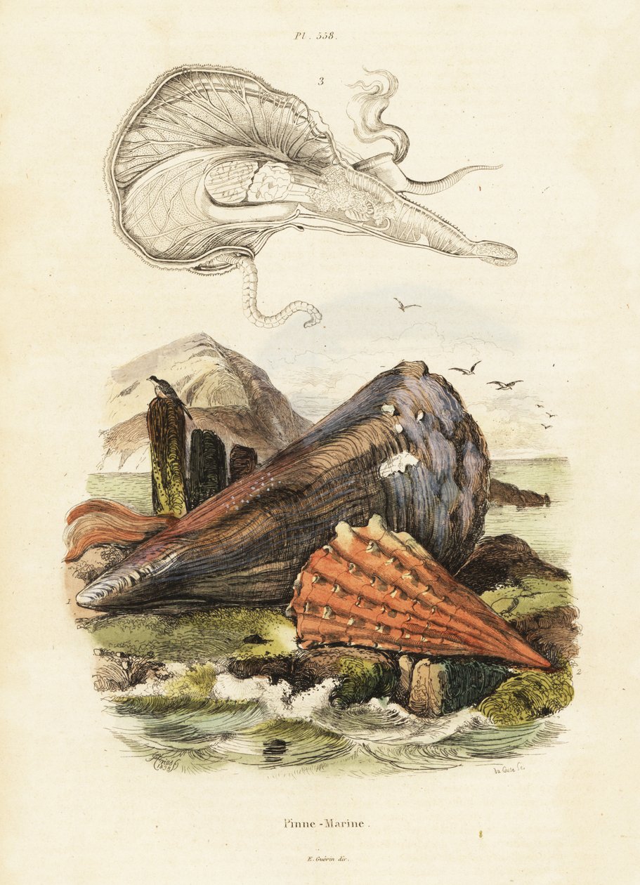 Tollhéjak vagy legyezőkagylók. ,1834-1839 (metszet) alkotó: Adolph (after) Fries