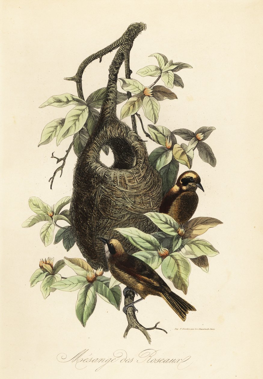 Penduline cinege, Remiz pendulinus, és zsák fészek alkotó: Adolph (after) Fries