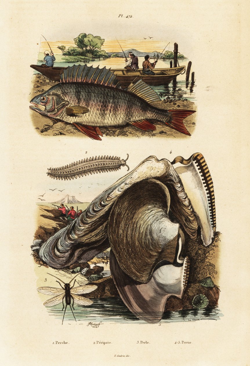 Sügér, gyöngy osztriga, bársonyféreg és csipkefűzés., 1834-1839 (metszet) alkotó: Adolph (after) Fries