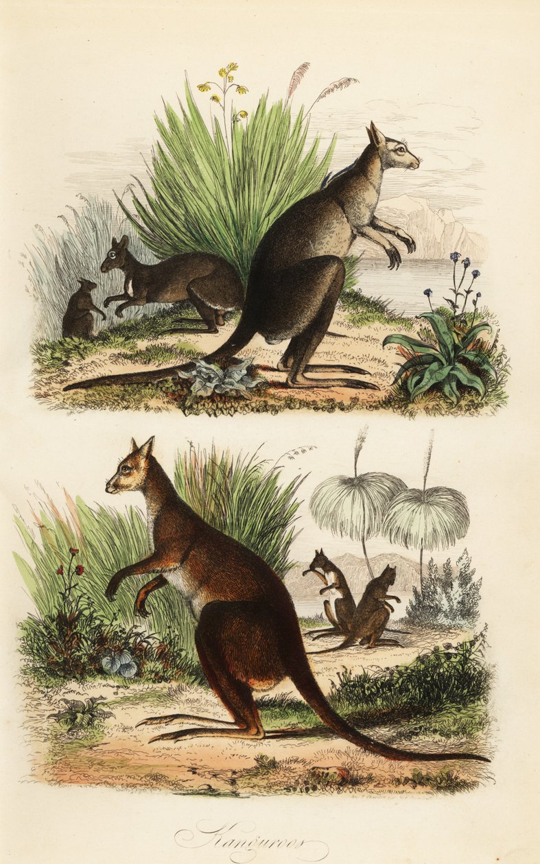 Vörös kenguru, Macropus rufus (alul), keleti szürke kenguru, Macropus giganteus (jobbra fent) és szürkés Wallaby, Thylogale brunii (balra fent) alkotó: Adolph (after) Fries