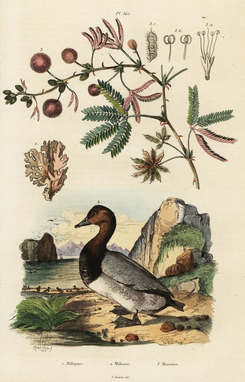 Tengeri gyömbér, pochard és érzékeny növény. ,1834-1839 (metszet) alkotó: Adolph (after) Fries