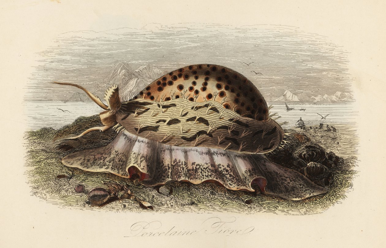 Tigris cowrie, Cypraea tigris alkotó: Adolph (after) Fries