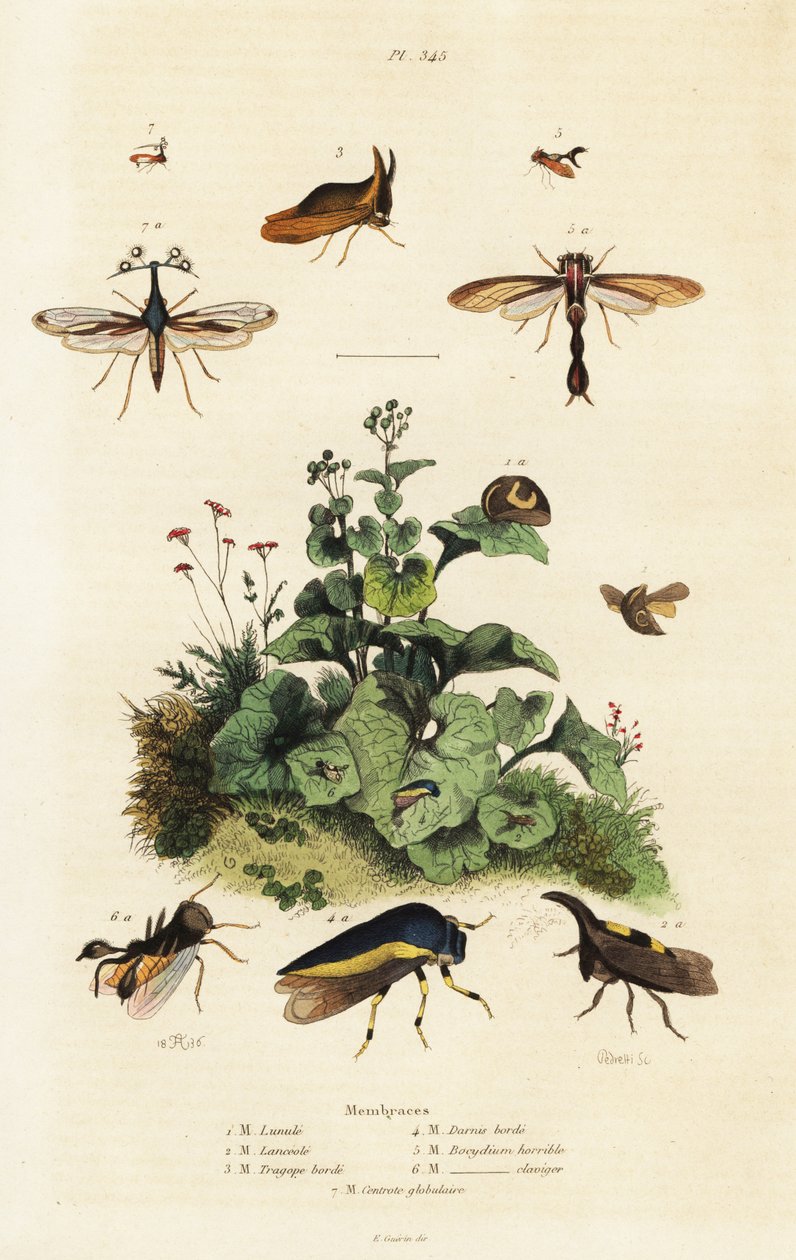 Treehoppers.,1834-1839 (metszet) alkotó: Adolph (after) Fries