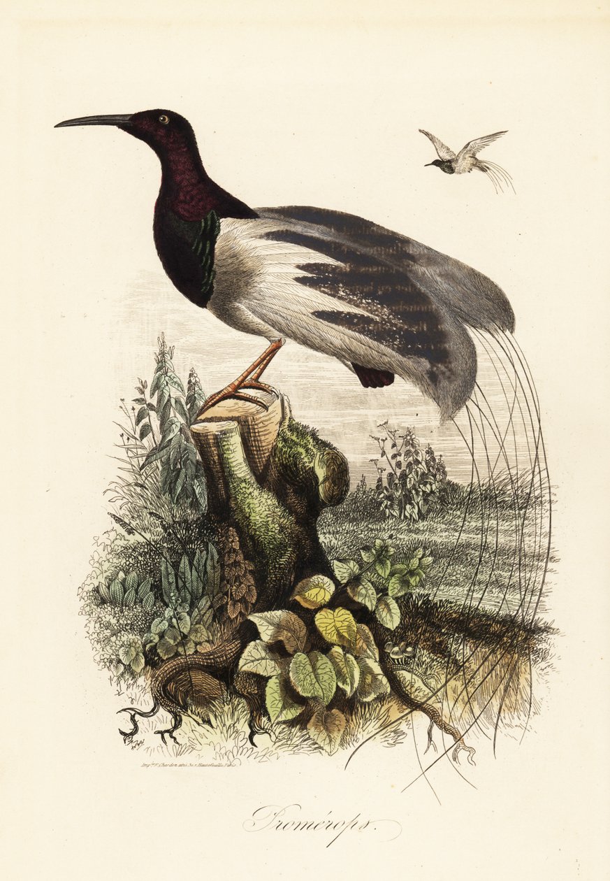 Tizenkét vezetékes paradicsommadár, Seleucidis melanoleucus alkotó: Adolph (after) Fries