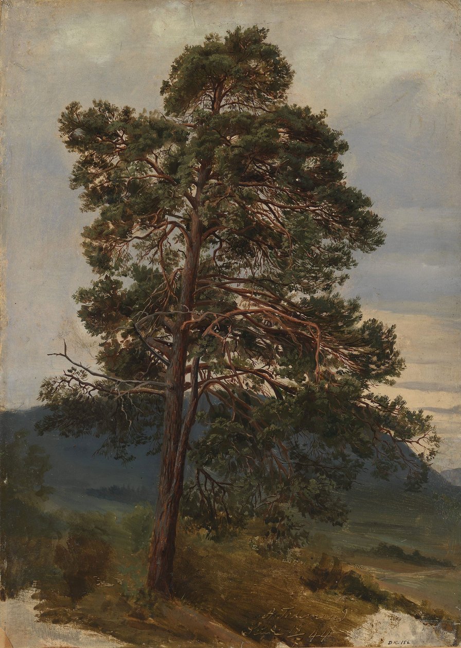 Egy fenyőfa tanulmányozása alkotó: Adolph Tidemand