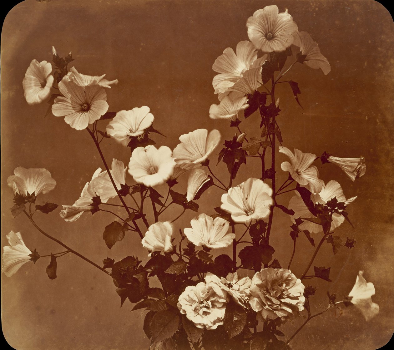 [Flower Study, Rose of Sharon], kb. 1854. alkotó: Adolphe Braun
