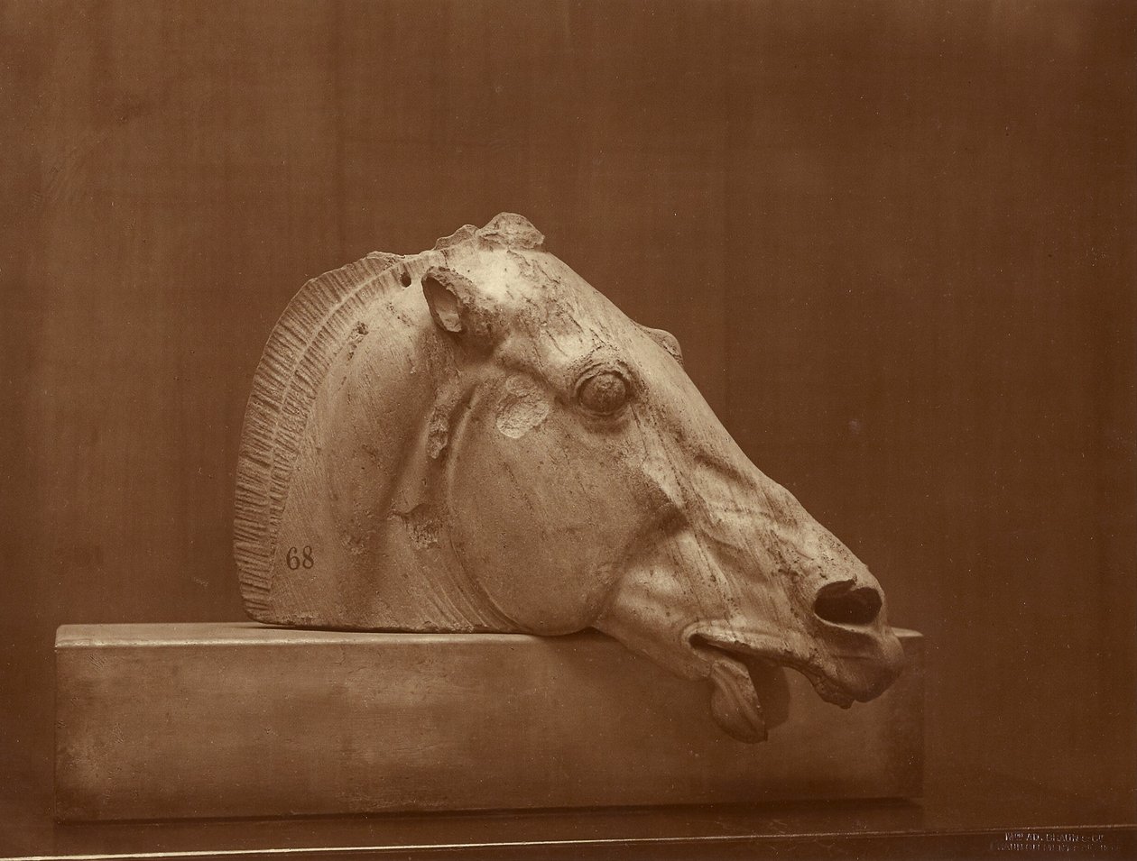 [Lófej a Parthenon timpanonjáról, British Museum] alkotó: Adolphe Braun