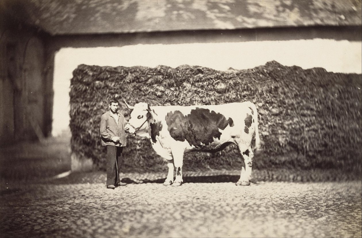 [Prize Bull] alkotó: Adolphe Braun