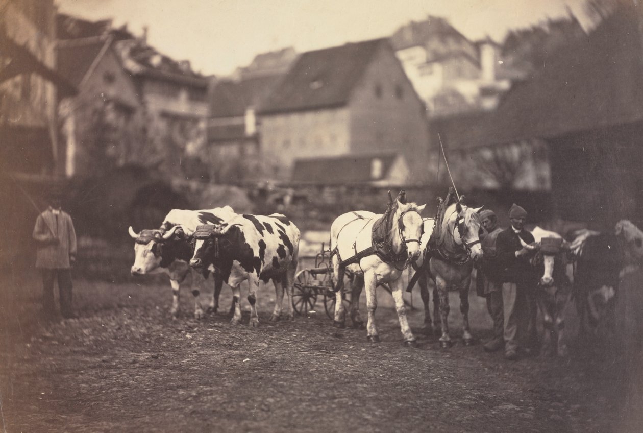 Untitled (haszonállatok) alkotó: Adolphe Braun