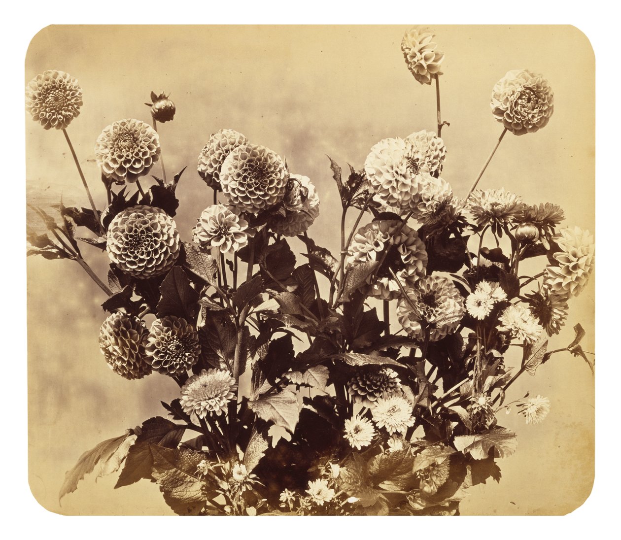 Cím nélkül, c. 1860 (albumnyomat) alkotó: Adolphe Braun