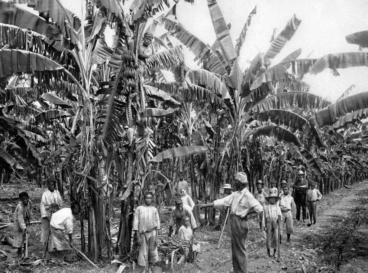 Banánültetvény, Jamaica, 1905. alkotó: Adolphe Duperly and Son