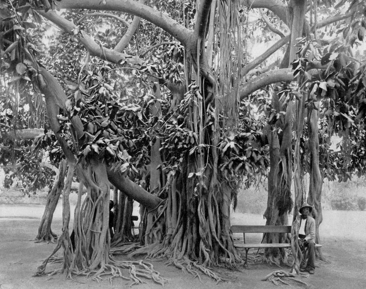 Banyan tree, Kingston Park, Jamaica, 1905. alkotó: Adolphe Duperly and Son