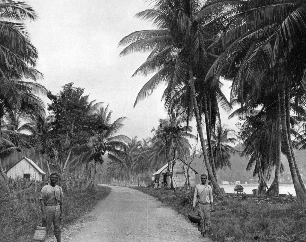 Kókuszliget, Port Antonio, Jamaica, 1905. alkotó: Adolphe Duperly and Son