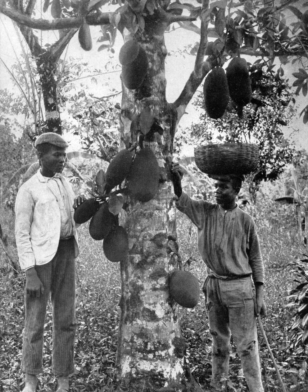 Jackfruit, Jamaica, 1905. alkotó: Adolphe Duperly and Son