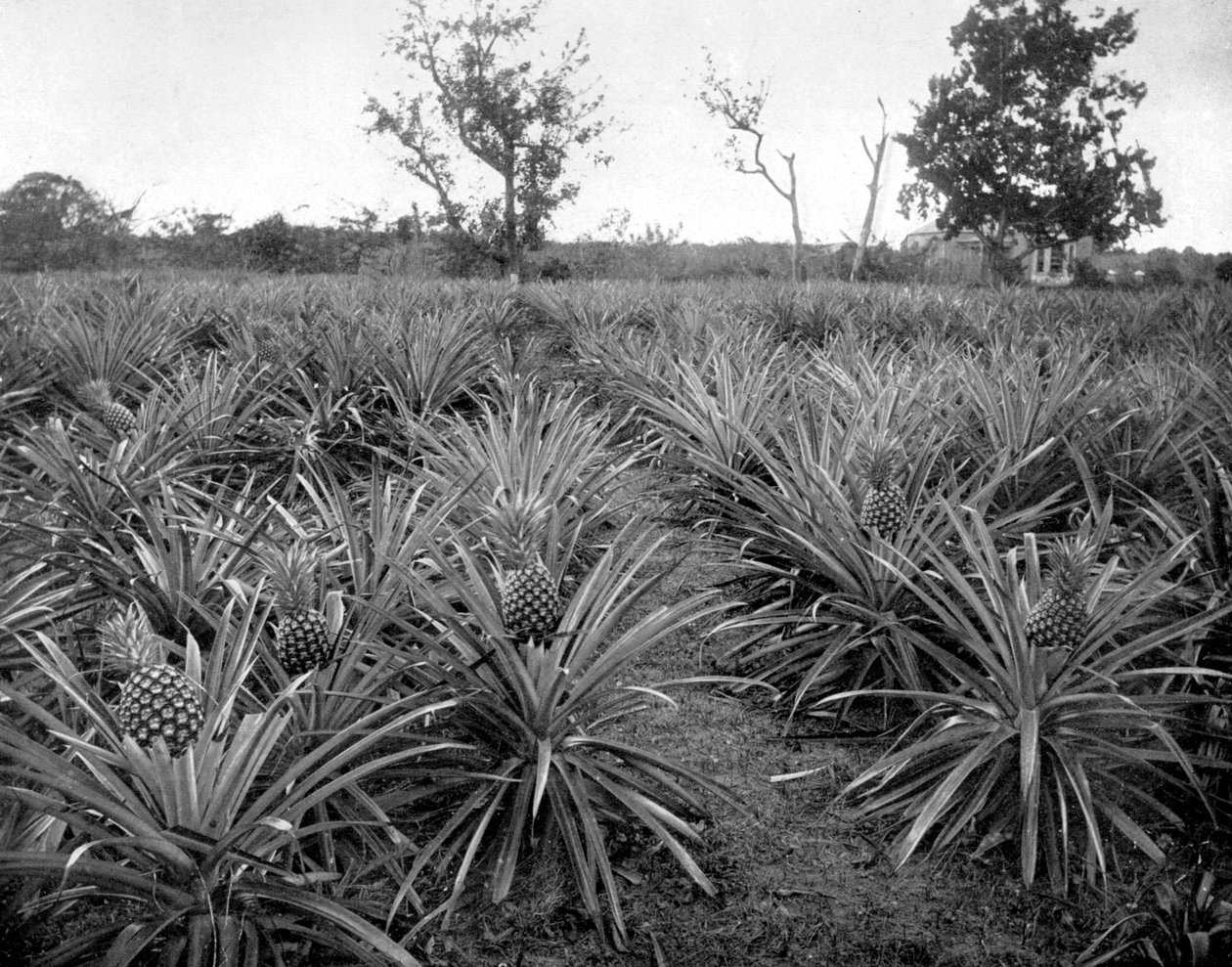 Ananászliget, Jamaica, 1905. alkotó: Adolphe Duperly and Son