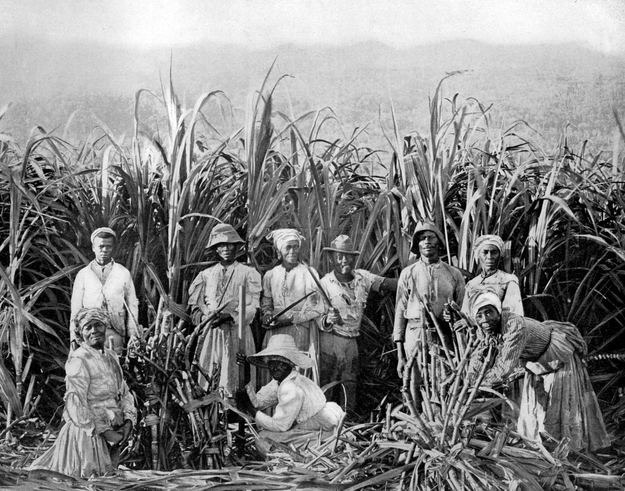 Cukornádvágók, Jamaica, c1905. alkotó: Adolphe Duperly and Son