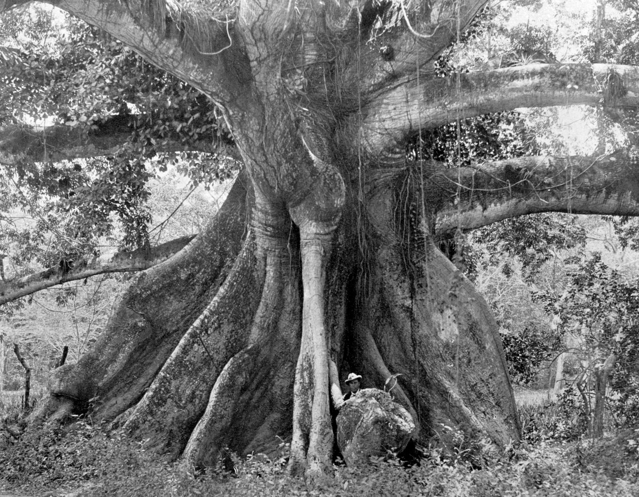 Tom Cringles Cotton Tree, Spanish Town Road, Jamaica, c1905. alkotó: Adolphe Duperly and Son