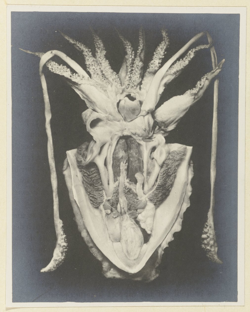 A tintahal anatómiája Anatomy de la Seiche (cím a tárgyon) alkotó: Adolphe Louis Donnadieu