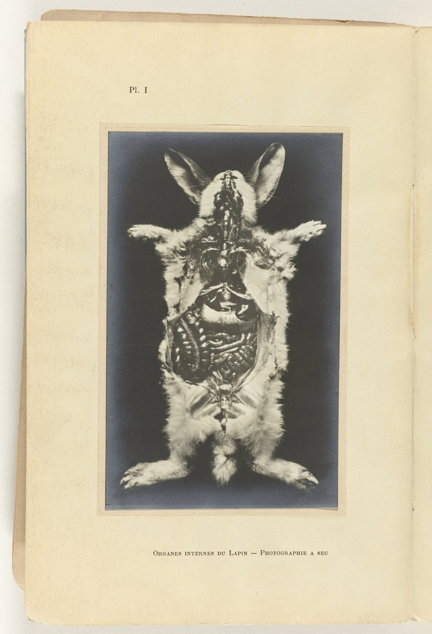 Nyúl felvágva, a szervek láthatók Organes internes du lapin -Photography a sec alkotó: Adolphe Louis Donnadieu