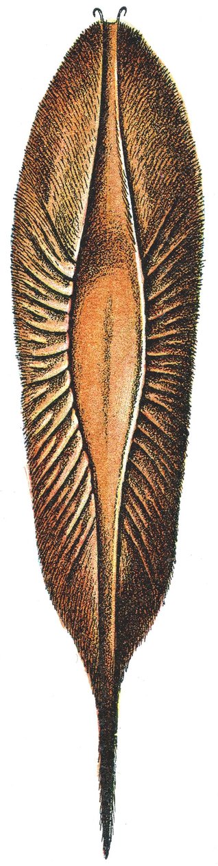 Kiméra tojástartója alkotó: Adolphe Philippe Millot