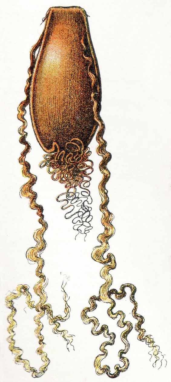 Macskacápa (Scyliorhinus) tojástartója, 1923 alkotó: Adolphe Philippe Millot