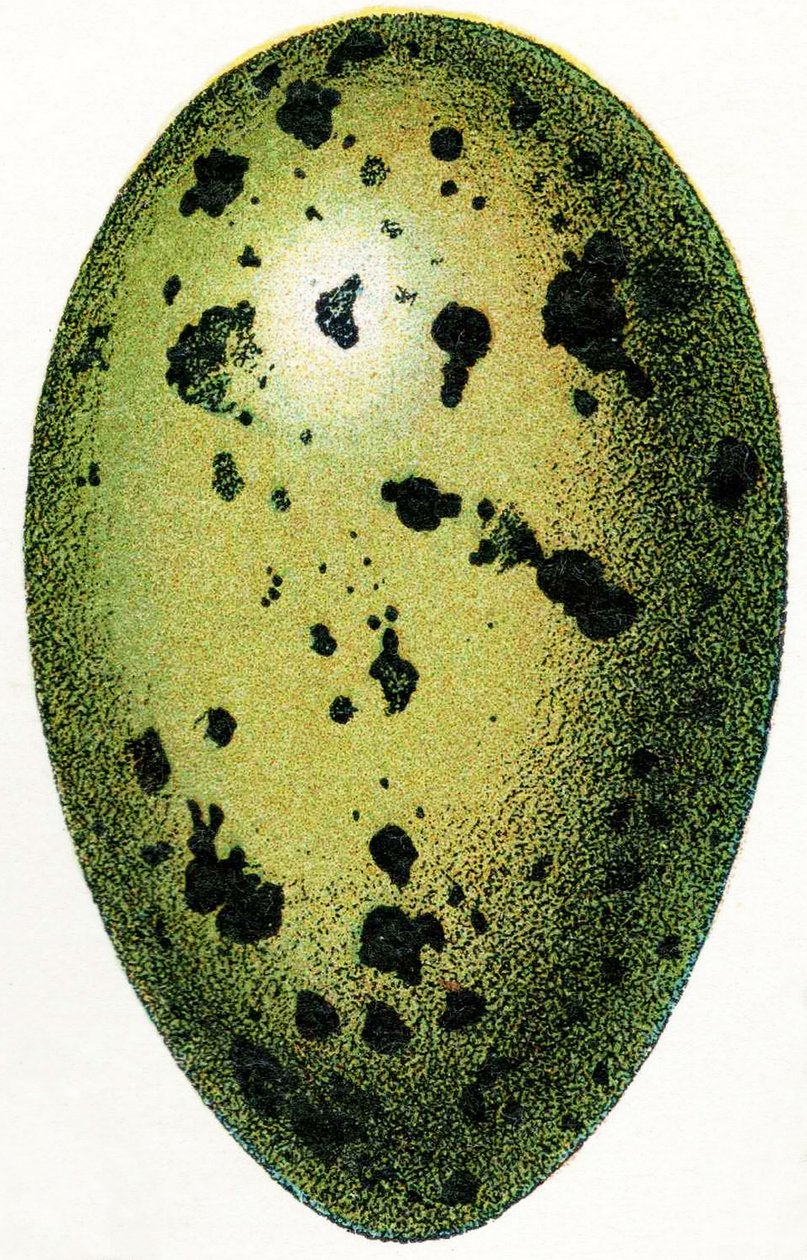 Egg of a Common Loon, 1923 alkotó: Adolphe Philippe Millot