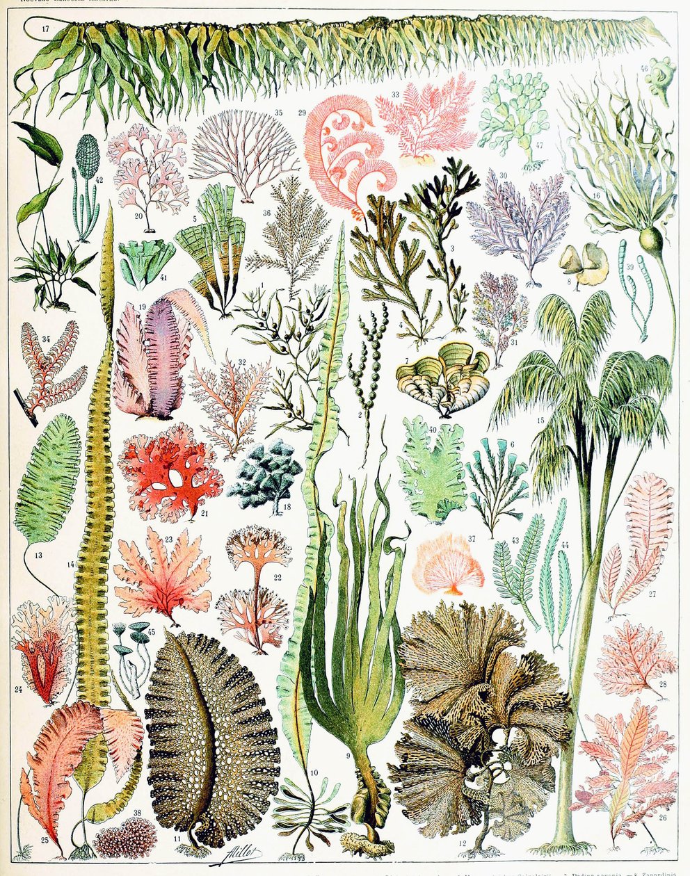 Illusztráció: alga és hínár 1923 körül alkotó: Adolphe Philippe Millot