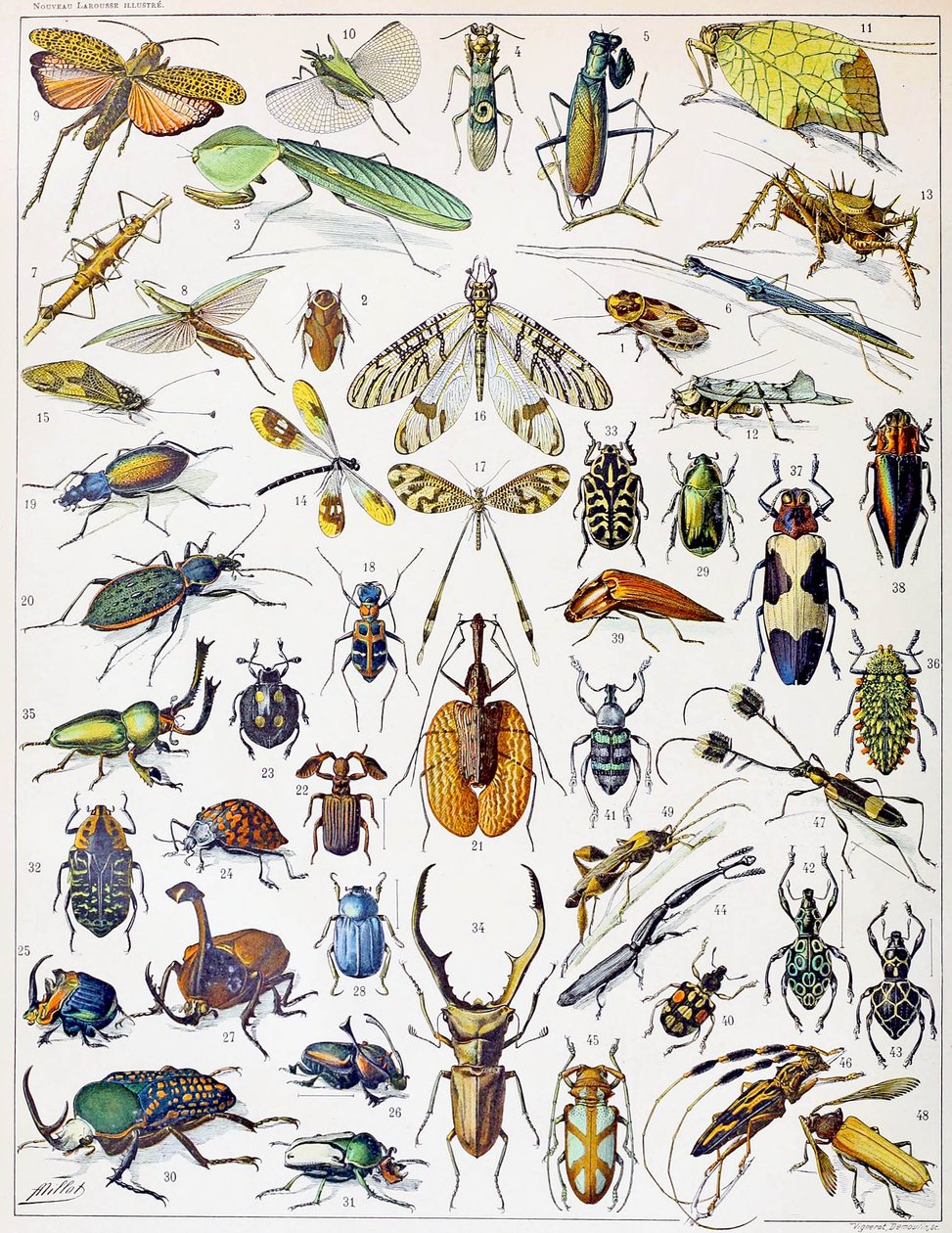 Illusztráció a rovarokról 1923 körül alkotó: Adolphe Philippe Millot
