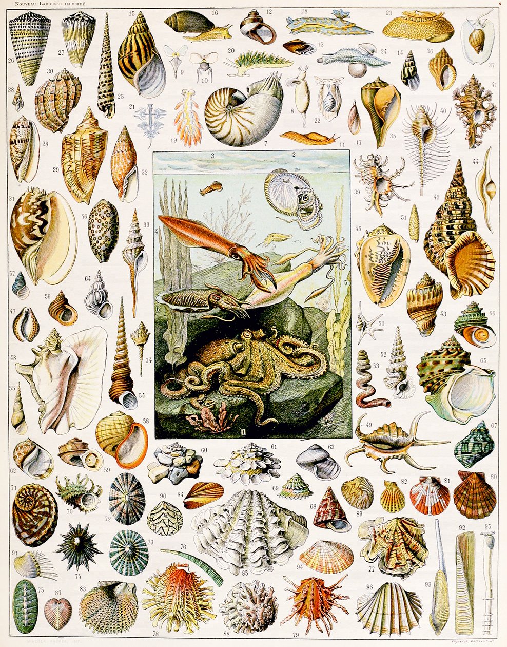 Illusztráció: Seashells 1923 körül alkotó: Adolphe Philippe Millot