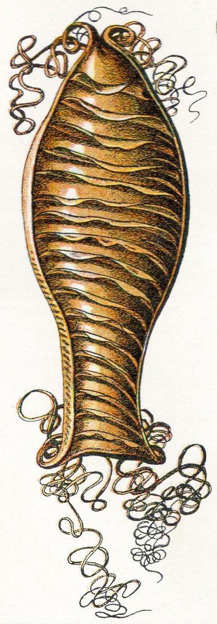 Macskacápa (Scyliorhinus) bordázott tojás, 1923 alkotó: Adolphe Philippe Millot