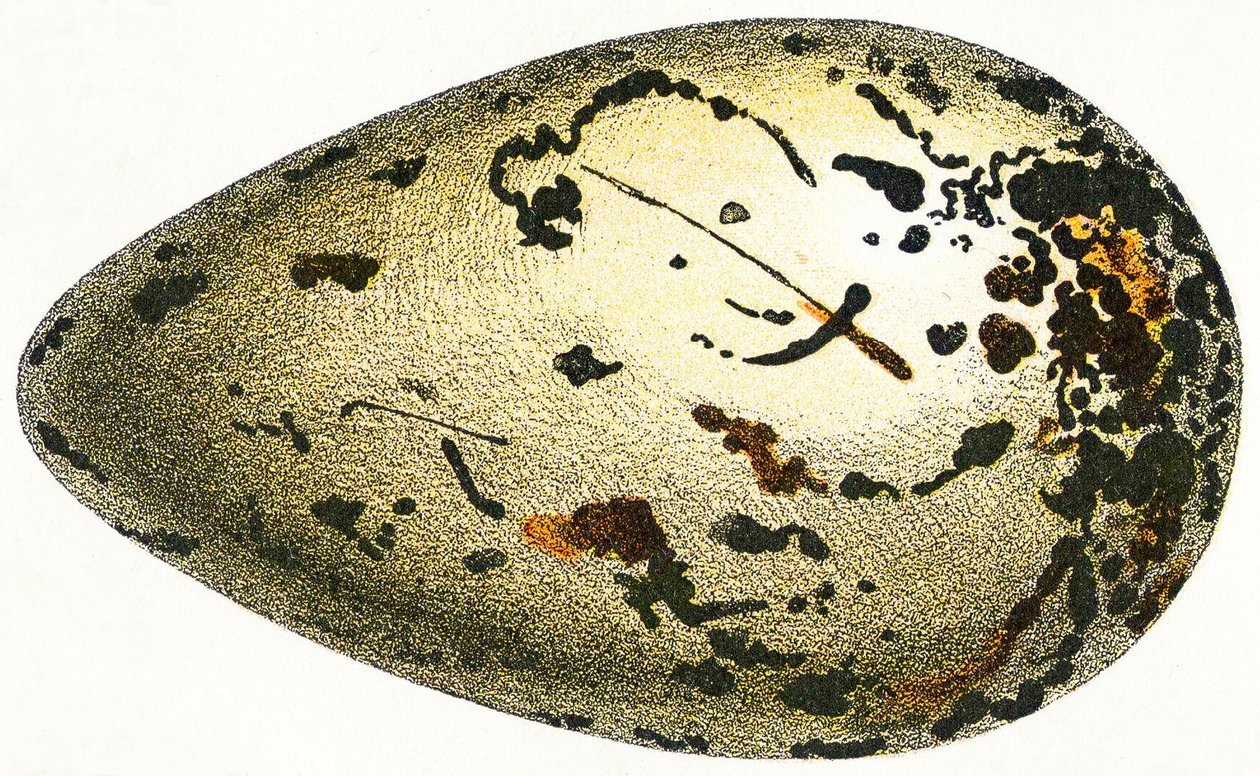 Egy Nagy Auk tojása, 1923 alkotó: Adolphe Philippe Millot