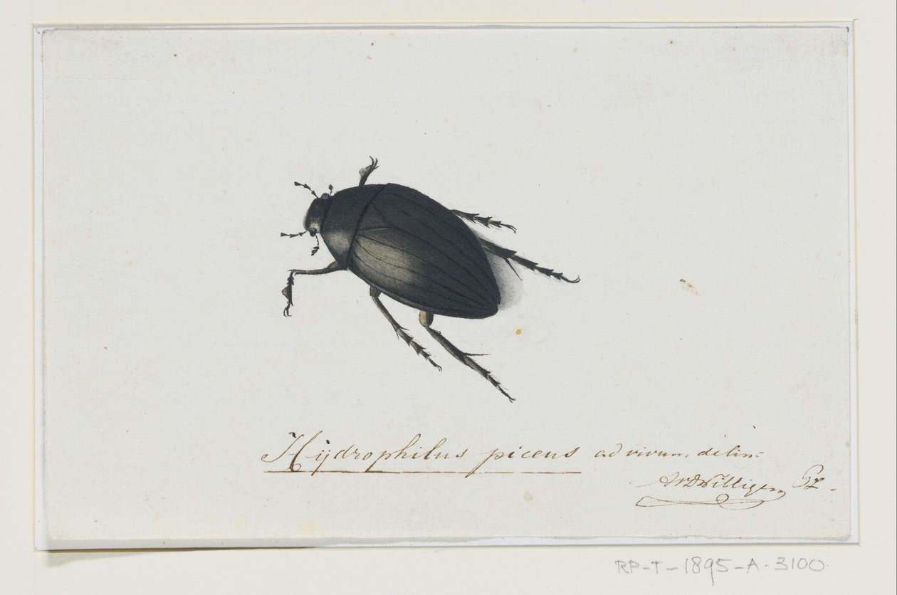 Fekete vízi bogár Hydrophilus picens (cím a tárgyon) alkotó: Adriaan van der Willigen