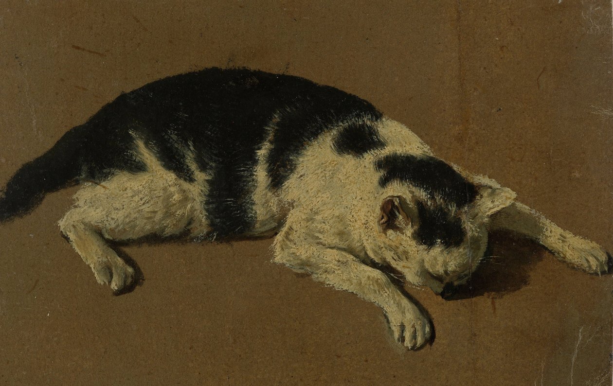 Fekvő macska (olajecset rajz) alkotó: Adriaen van de Velde