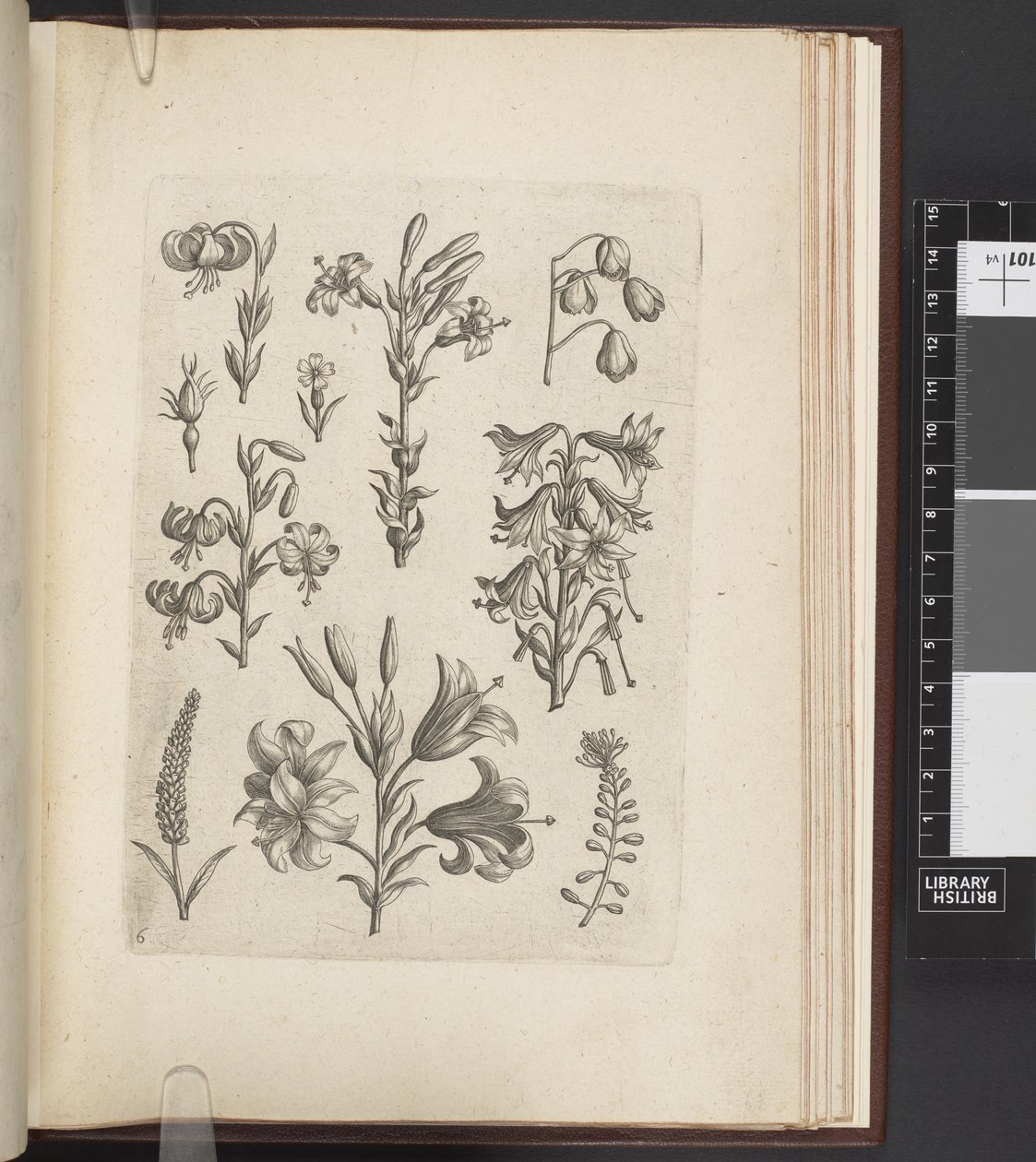 Illusztráció növényekről: „Florilegium ab Hadrianus Collaert celatum et a Philip. Kiadó: Galleau, Antwerpen alkotó: Adriaen (after) Collaert