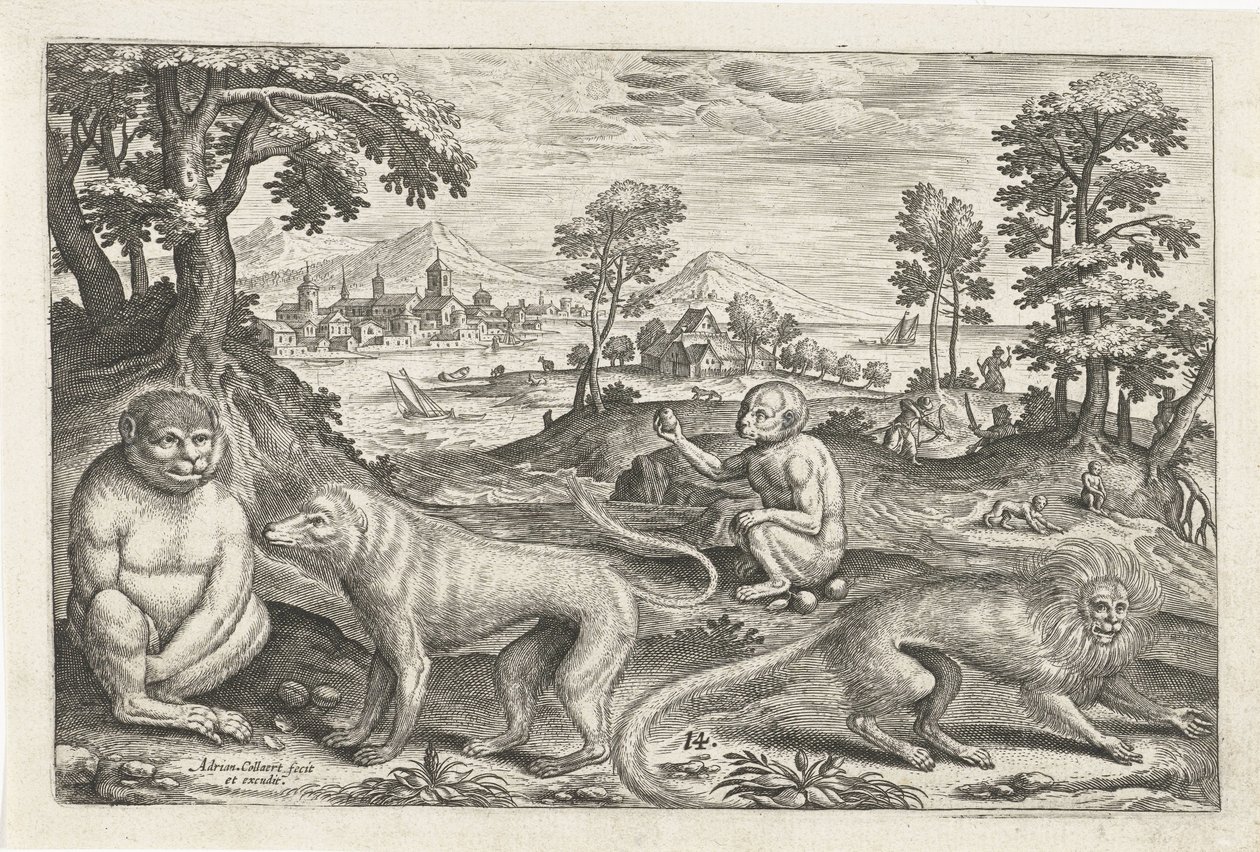 Majmok Négylábú állatok (sorozat címe) Animalivm Qvaddrvpedvm (sorozat címe) alkotó: Adriaen Collaert