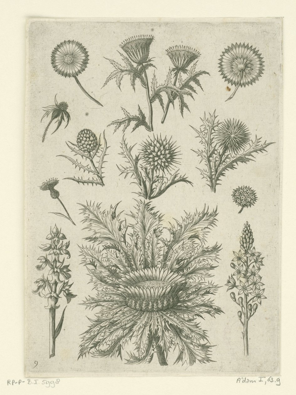 Különböző módon távol Florilegium (sorozat címe) alkotó: Adriaen Collaert