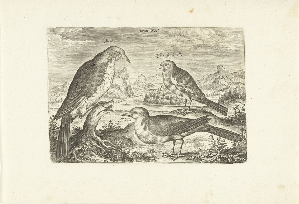 Három madár a tájban Avium Vivae (sorozat címe) Madarak (sorozat címe) alkotó: Adriaen Collaert