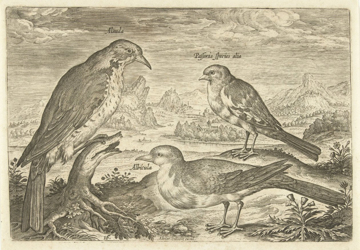 Három madár a tájban Avium Vivae (sorozat címe) Madarak (sorozat címe) alkotó: Adriaen Collaert