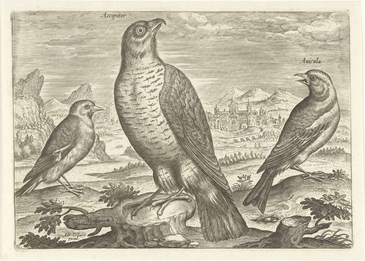 Három madár a tájban Madarak (sorozat címe) Avium vivae (sorozat címe) alkotó: Adriaen Collaert