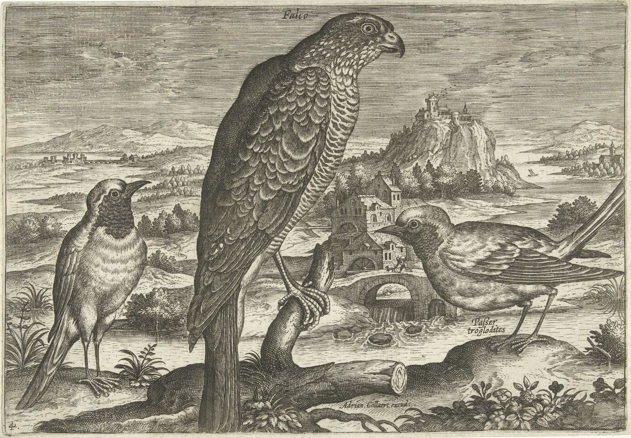 Néhány madár a tájban Madarak (sorozat címe) Avivm vivae (sorozat címe) alkotó: Adriaen Collaert
