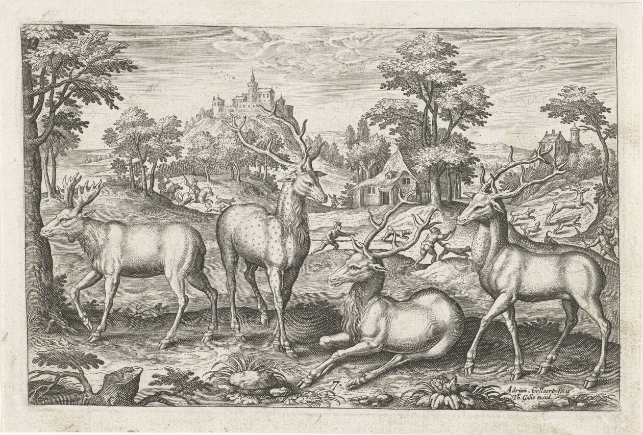 szarvas Négylábú állatok (sorozat címe) Animalivm Qvaddrvpedvm (sorozat címe) alkotó: Adriaen Collaert