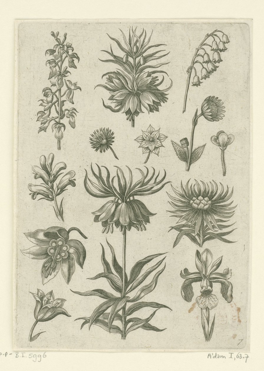 Császári korona, orchidea és gyöngyvirág Florilegium (sorozat címe) alkotó: Adriaen Collaert