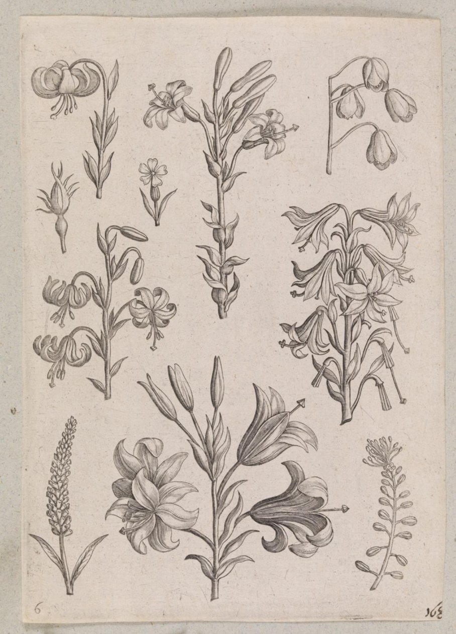 Liliomok alkotó: Adriaen Collaert