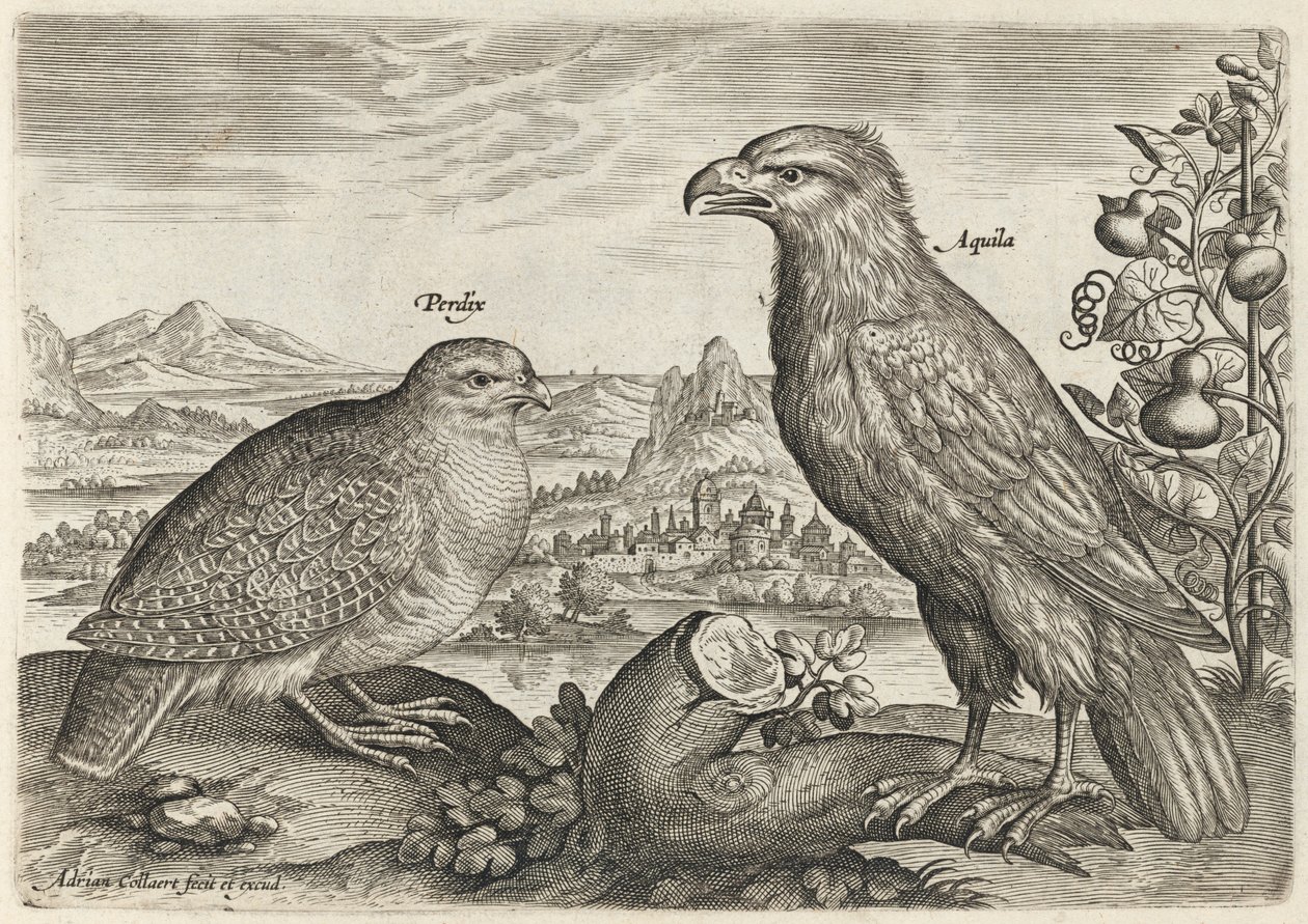 Fogoly és sas alkotó: Adriaen Collaert