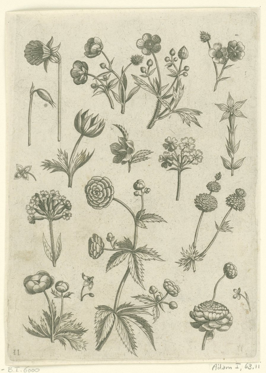 Ranonkels, primula en boterbloemen Florilegium (sorozat címe) alkotó: Adriaen Collaert