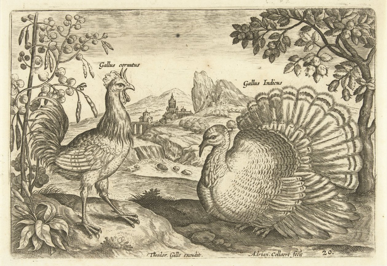 Két tyúk egy tájban Avium Vivae (sorozat címe) Madarak (sorozat címe) alkotó: Adriaen Collaert