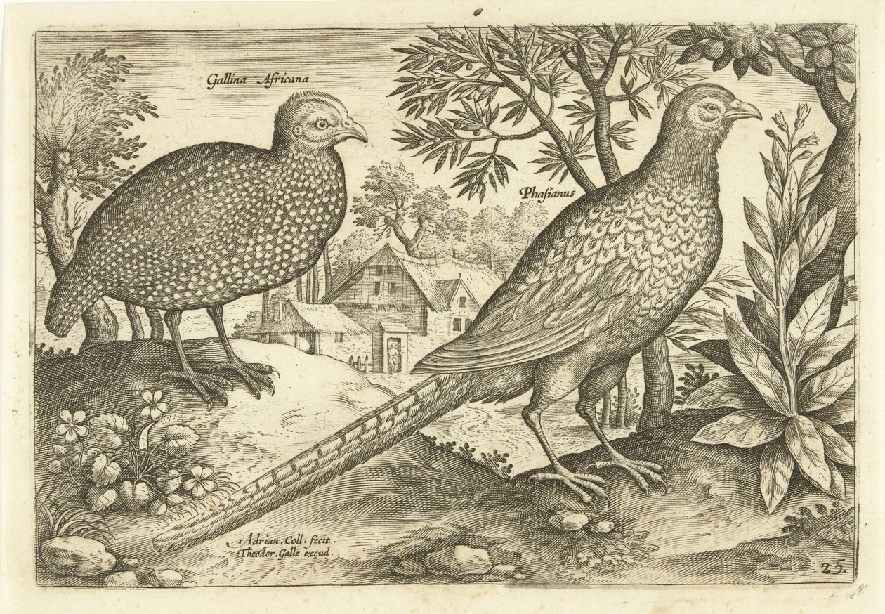Két tyúk egy tájban Avivm Vivae (sorozat címe) Madarak (sorozat címe) alkotó: Adriaen Collaert