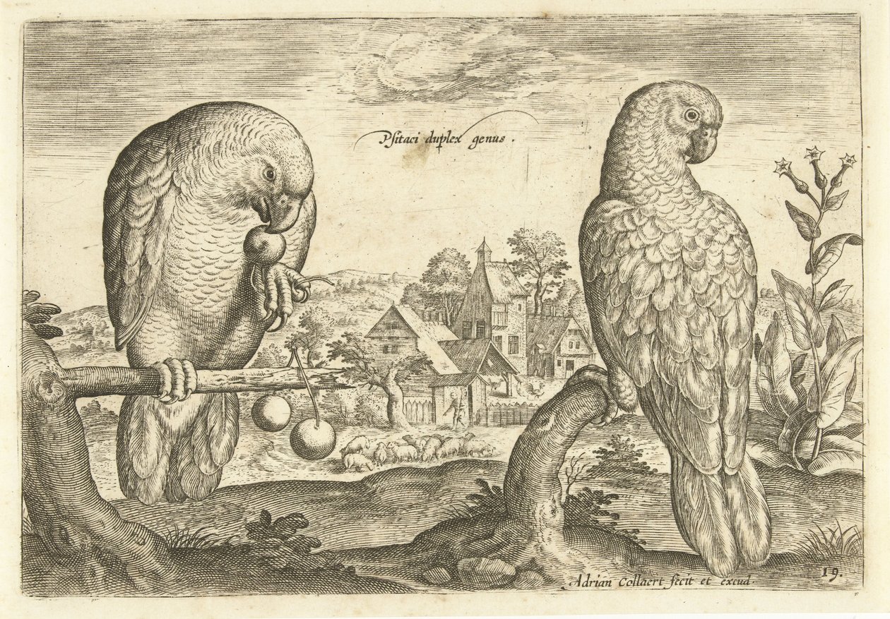 Két papagáj egy tájban Avium Vivae (sorozat címe) Madarak (sorozat címe) alkotó: Adriaen Collaert