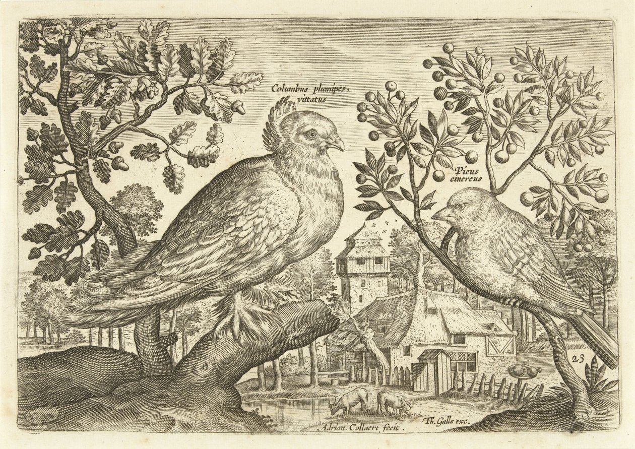 Két madár a tájban Avium Vivae (sorozat címe) Madarak (sorozat címe) alkotó: Adriaen Collaert